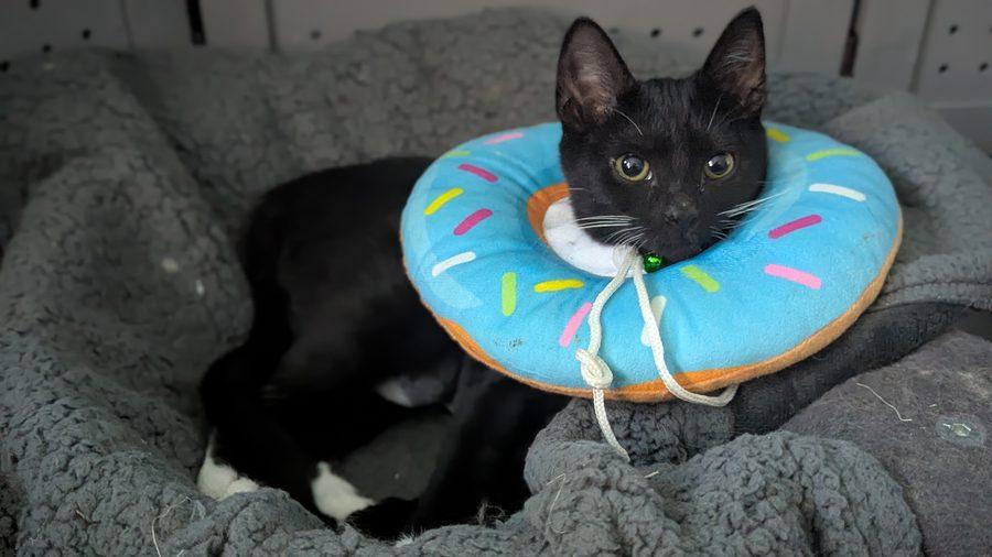 Enlarge Ivy, a Adoptable Domestic Short Hair in Bowie, MD image 5/5