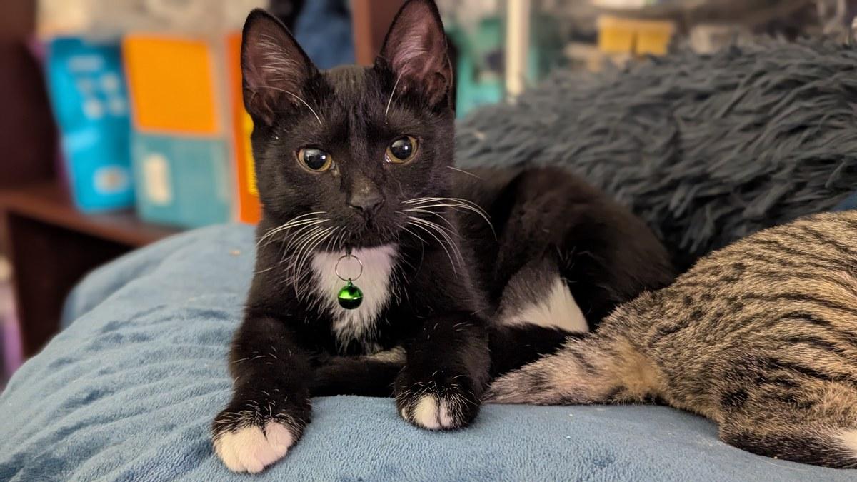 Enlarge Ivy, a Adoptable Domestic Short Hair in Bowie, MD image 4/5