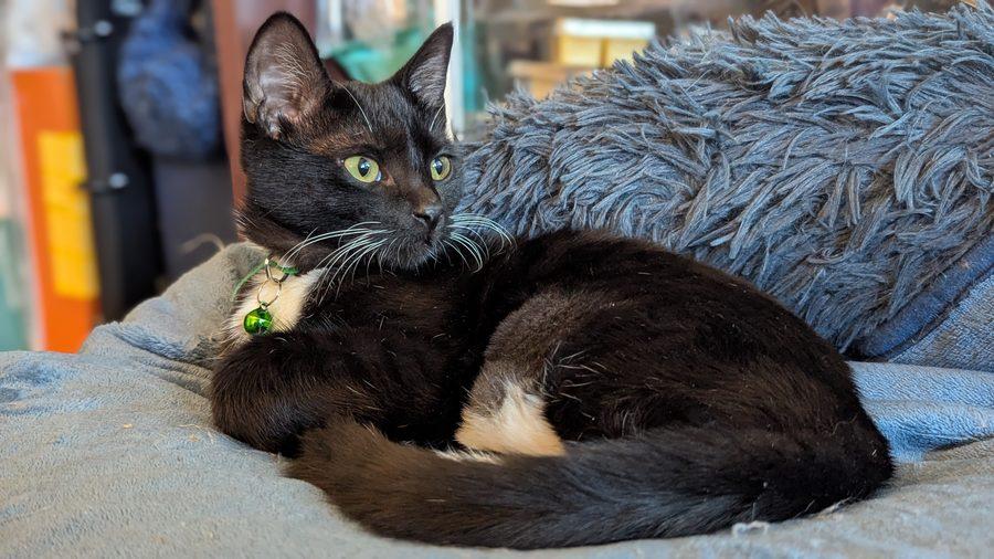 Ivy, Adoptable, Kitten Female Domestic Short Hair.