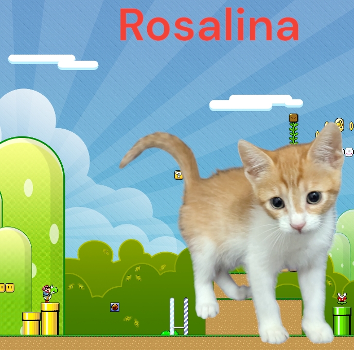 Enlarge Rosalina, a Adopted Domestic Short Hair in Converse, TX image 3/6