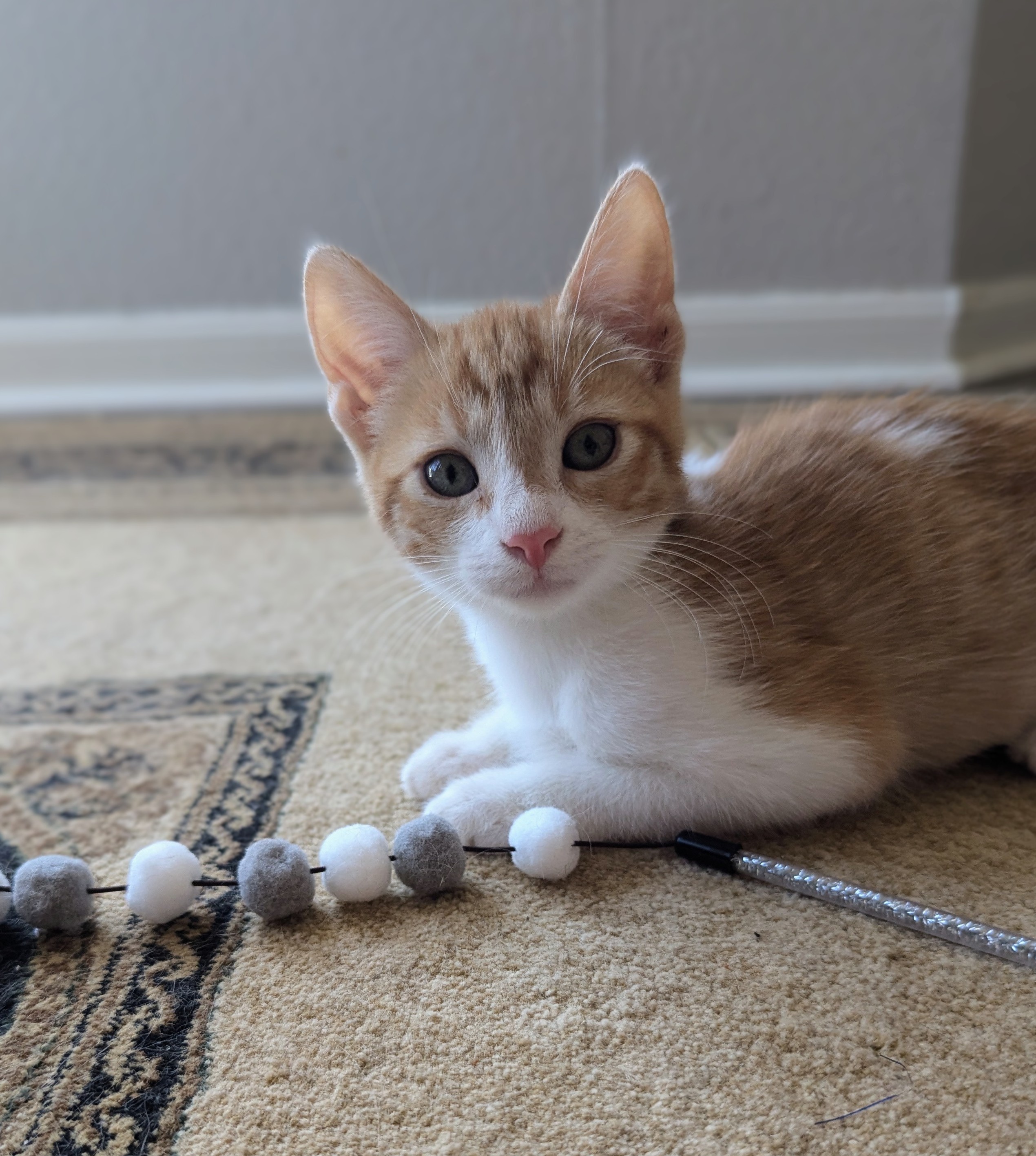 Rosalina, Adopted, Kitten Female Domestic Short Hair.