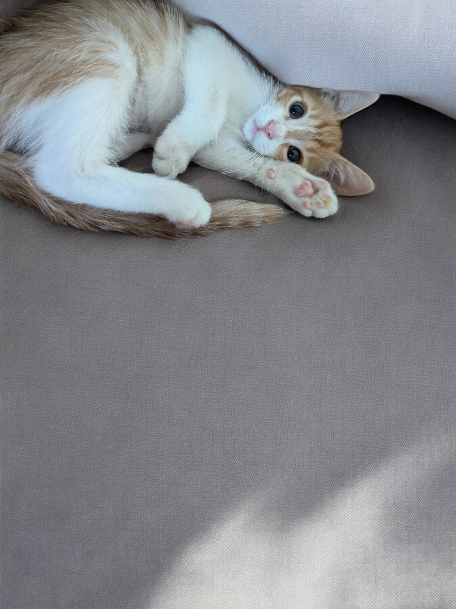 Enlarge Rosalina, a Adopted Domestic Short Hair in Converse, TX image 4/6