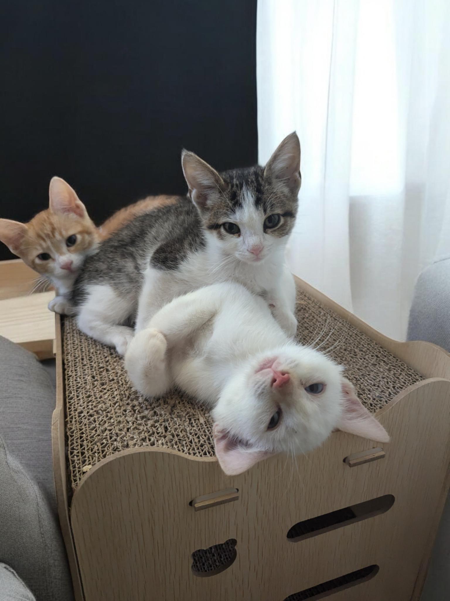 Enlarge Rosalina, a Adopted Domestic Short Hair in Converse, TX image 5/6