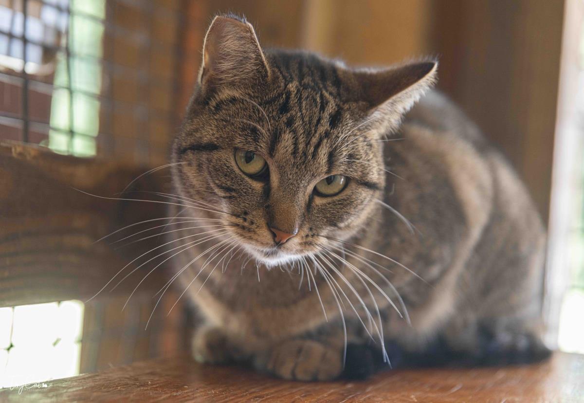 Sargent Sassafras, Adoptable, Young Female Domestic Short Hair.