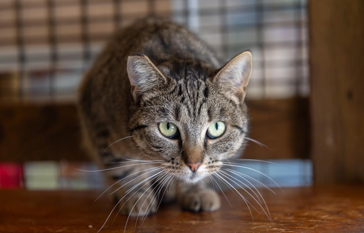 Sargent Sassafras, a Adoptable mixed breed in Lincoln, CA image 2/4