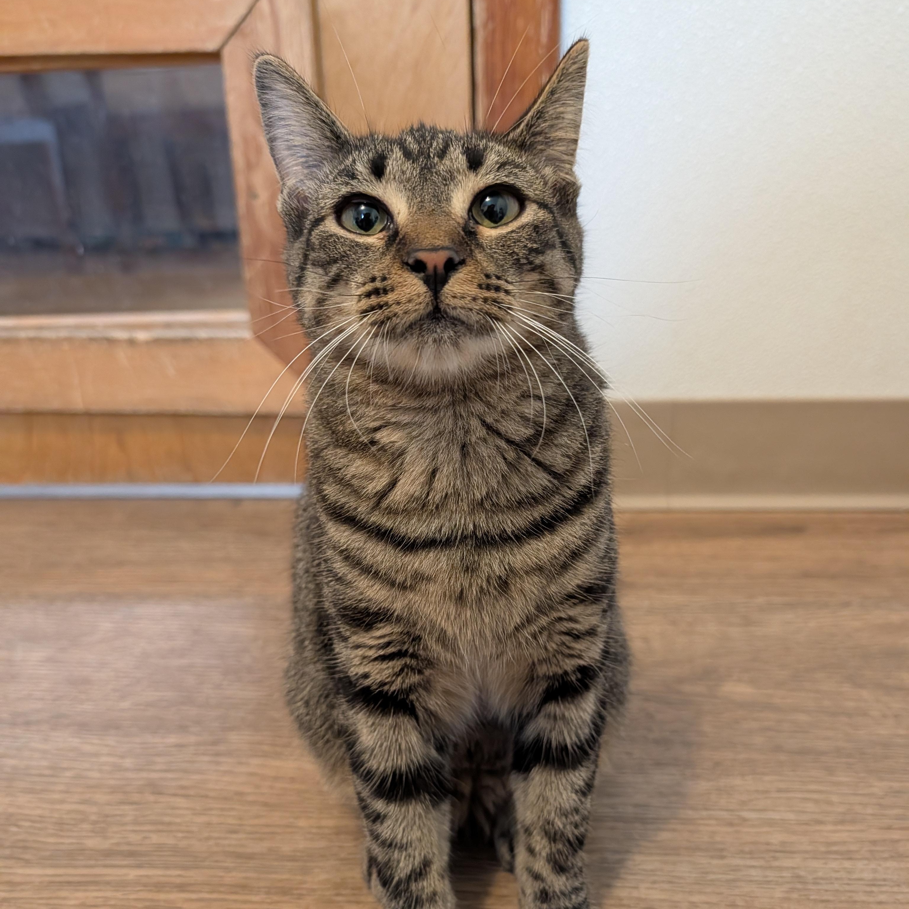 Enlarge Jewel, a Adoptable mixed breed in Manistique, MI image 2/3
