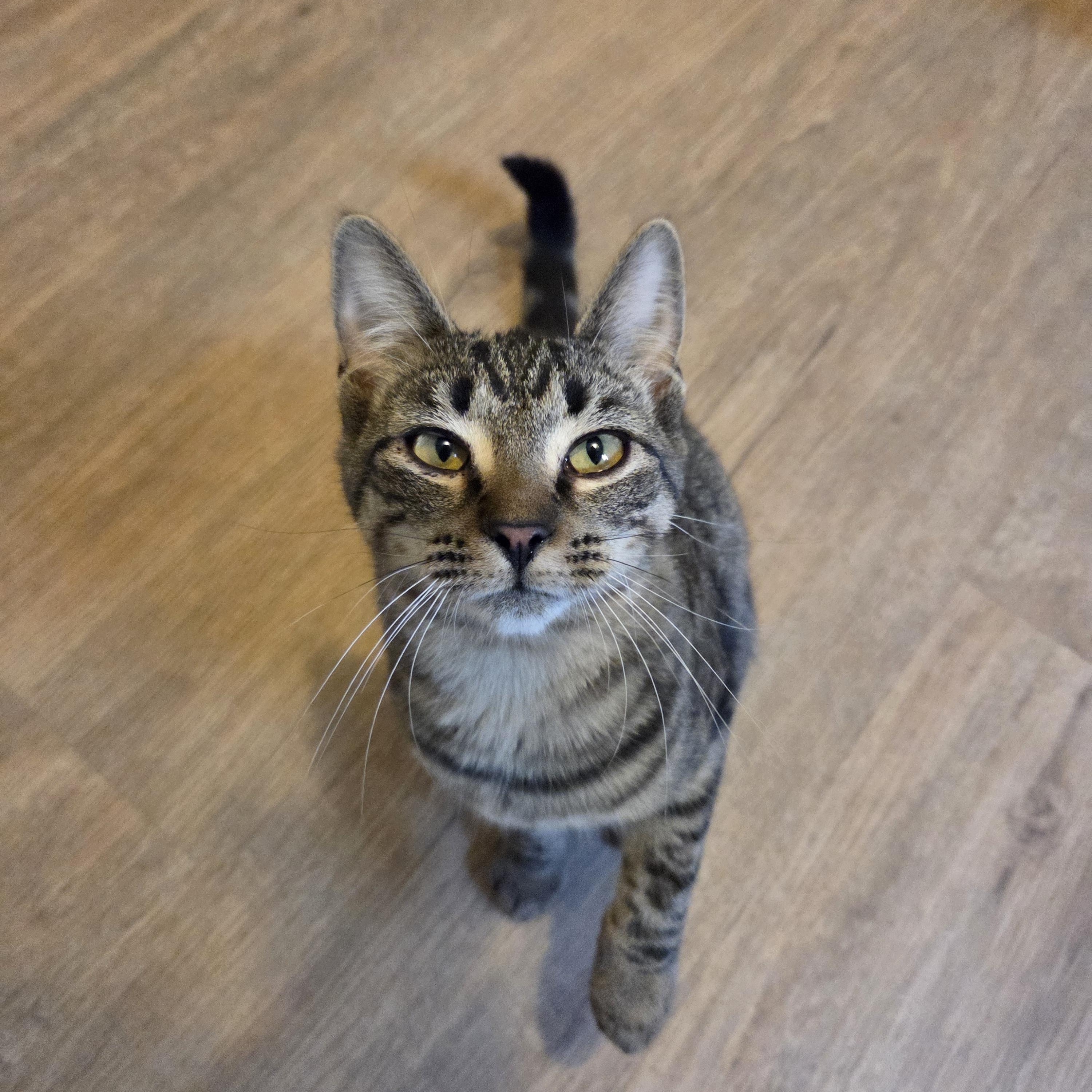 Enlarge Jewel, a Adoptable mixed breed in Manistique, MI image 3/3