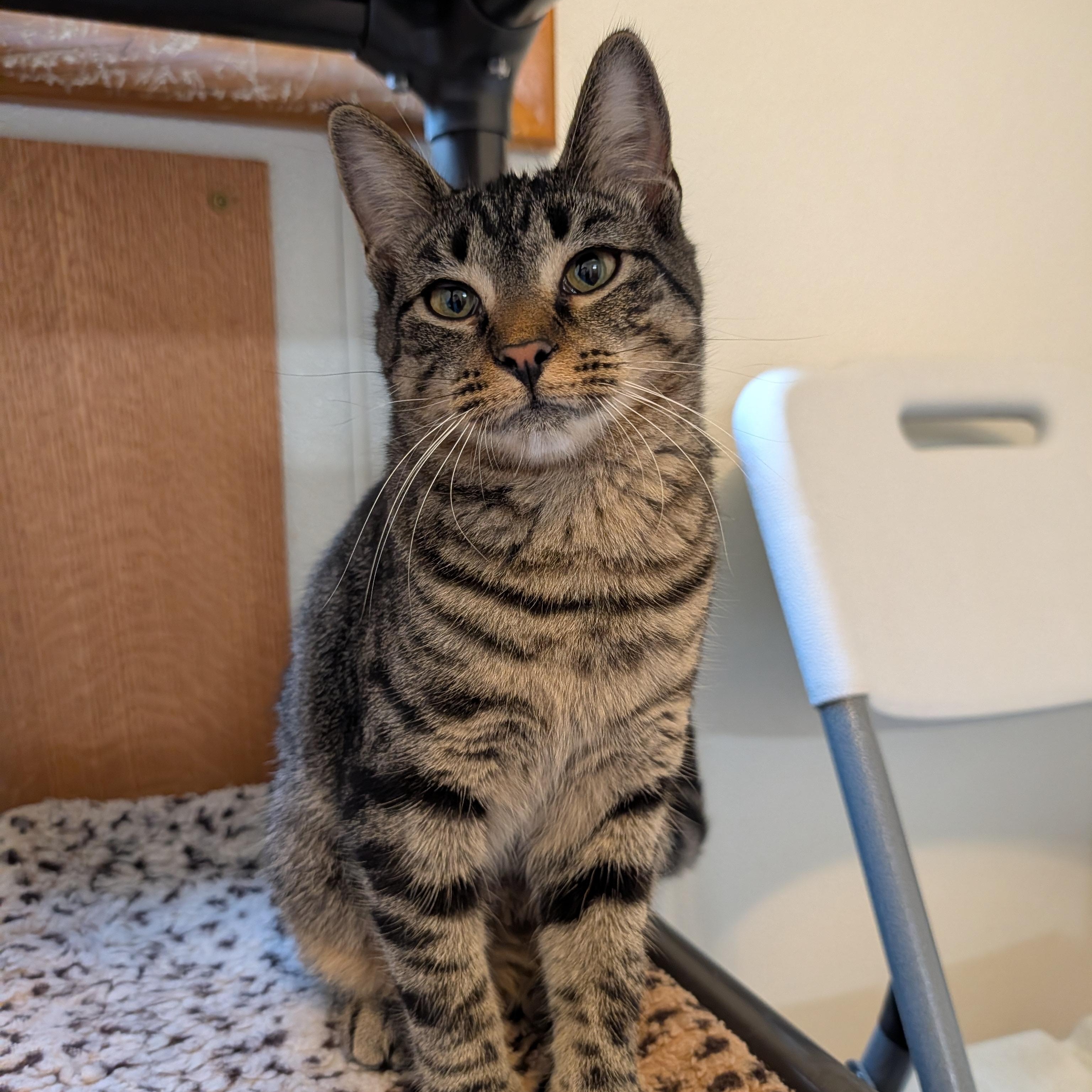 Enlarge Jewel, a Adoptable mixed breed in Manistique, MI image 1/3