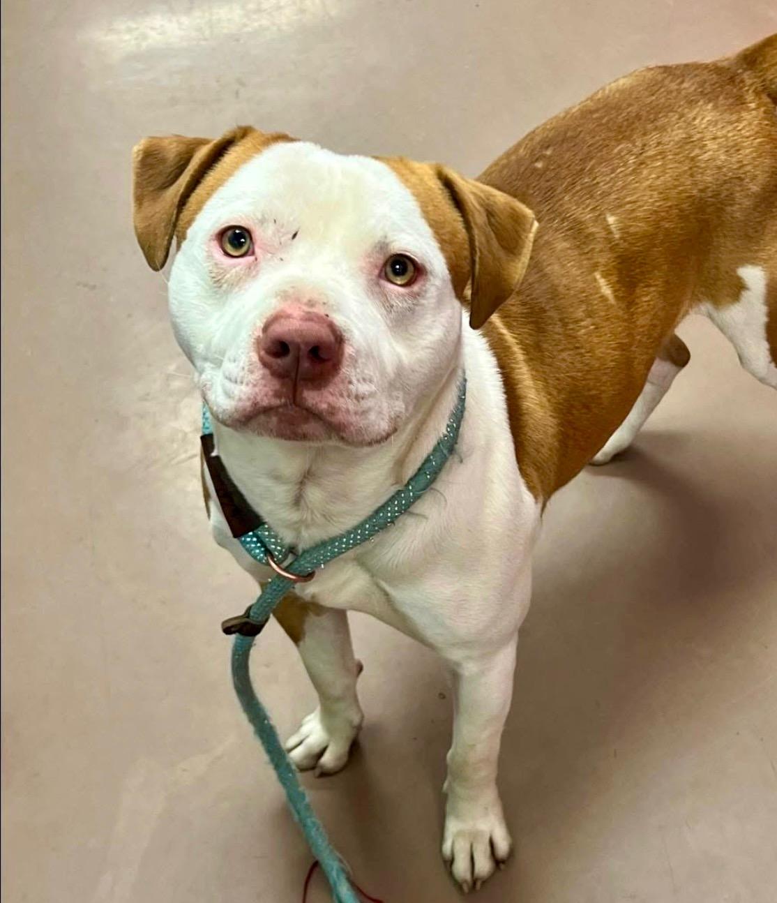 Byron, adopted, Adult Male Pit Bull Terrier.