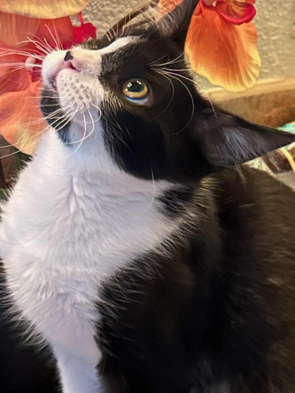Enlarge Pirate, a Adoptable Domestic Short Hair in Oceanside, CA image 1/6