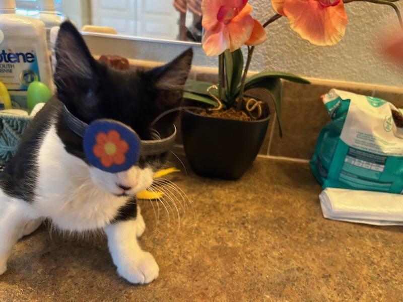 Enlarge Pirate, a Adoptable Domestic Short Hair in Oceanside, CA image 2/6