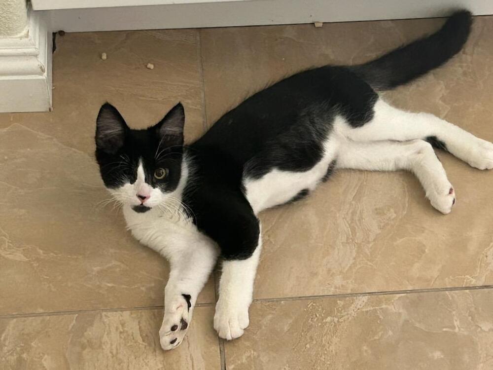 Enlarge Pirate, a Adoptable Domestic Short Hair in Oceanside, CA image 3/6