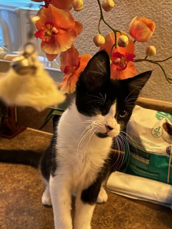 Enlarge Pirate, a Adoptable Domestic Short Hair in Oceanside, CA image 4/6