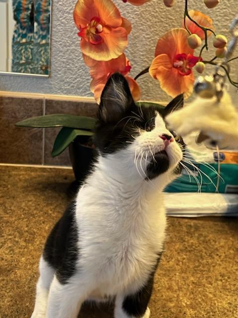 Enlarge Pirate, a Adoptable Domestic Short Hair in Oceanside, CA image 5/6