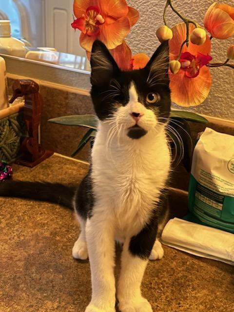 Enlarge Pirate, a Adoptable Domestic Short Hair in Oceanside, CA image 6/6