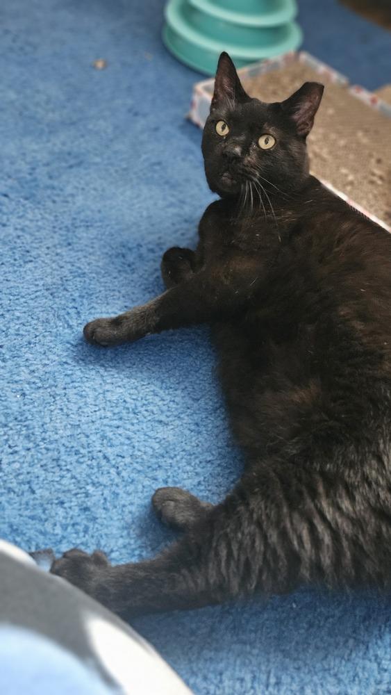 Franz, Adoptable, Adult Male Domestic Short Hair.