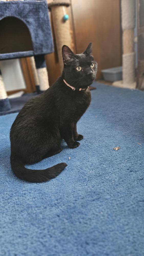 Franz, a Adoptable mixed breed in Olyphant, PA image 5/6