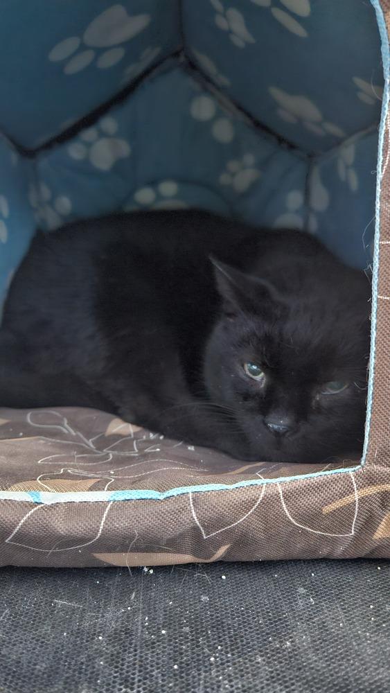 Franz, a Adoptable mixed breed in Olyphant, PA image 6/6
