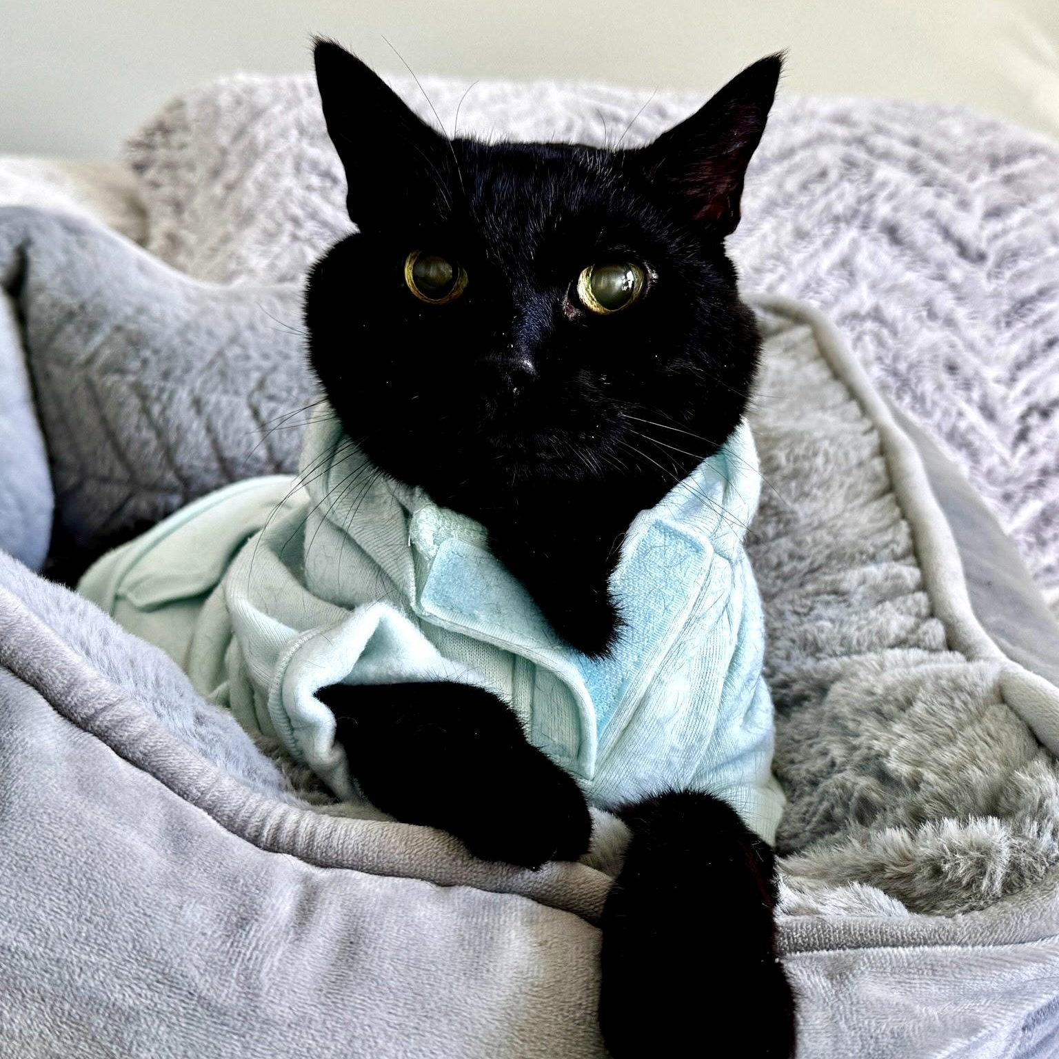 Jinx, Adoptable, Senior Male Domestic Short Hair.
