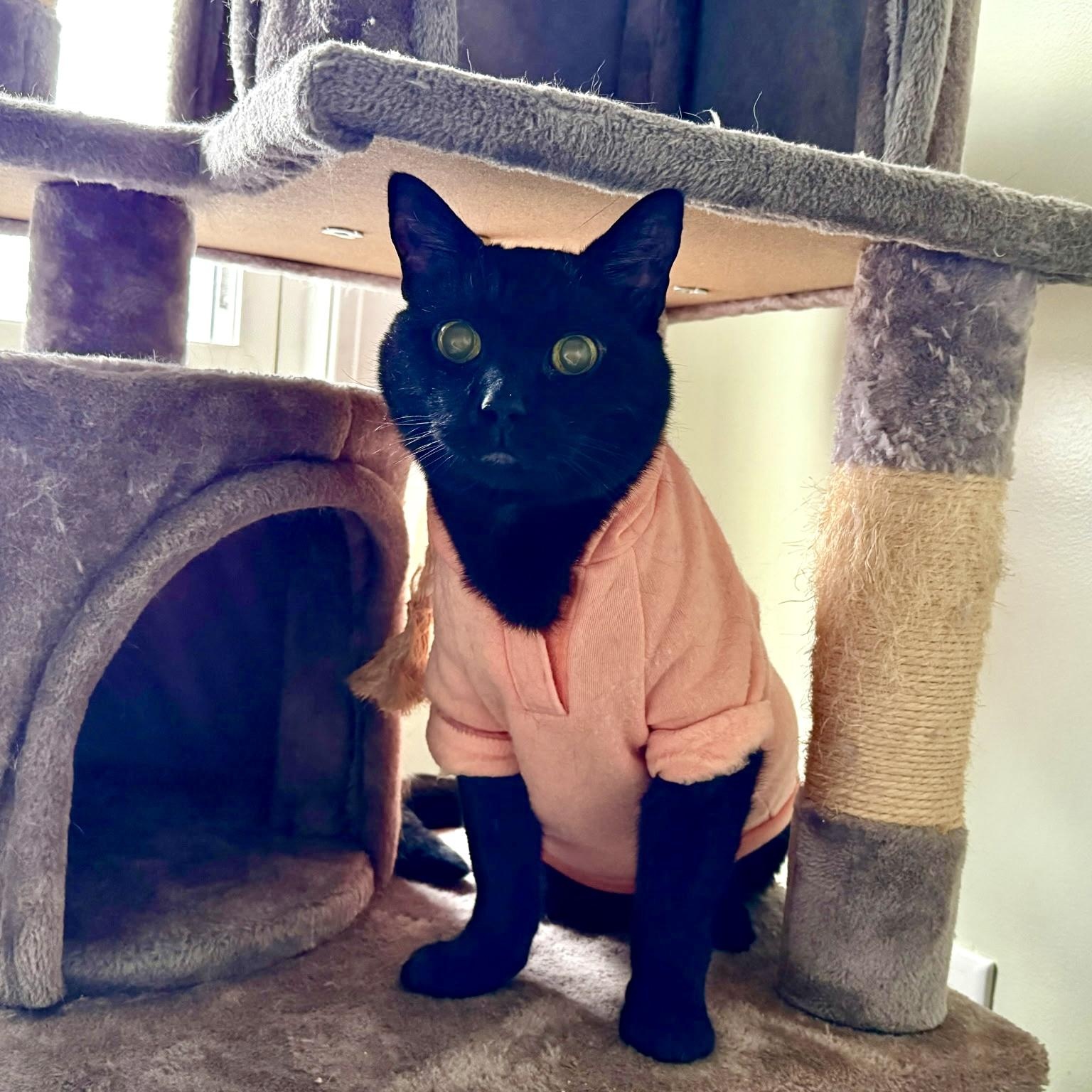 Enlarge Jinx, a Adoptable Domestic Short Hair in FITCHBURG, MA image 2/6
