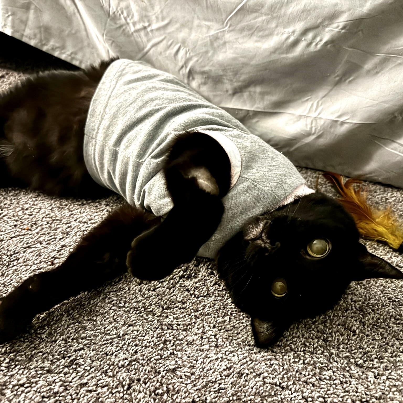 Enlarge Jinx, a Adoptable Domestic Short Hair in FITCHBURG, MA image 3/6