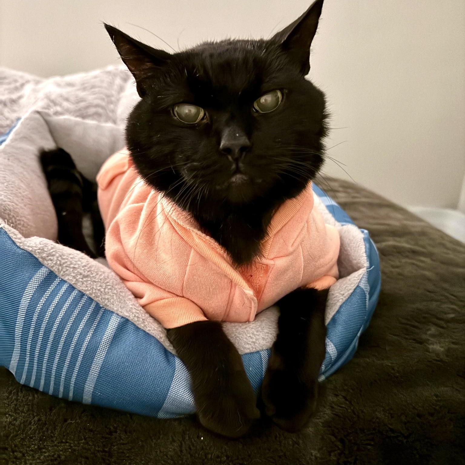 Enlarge Jinx, a Adoptable Domestic Short Hair in FITCHBURG, MA image 6/6