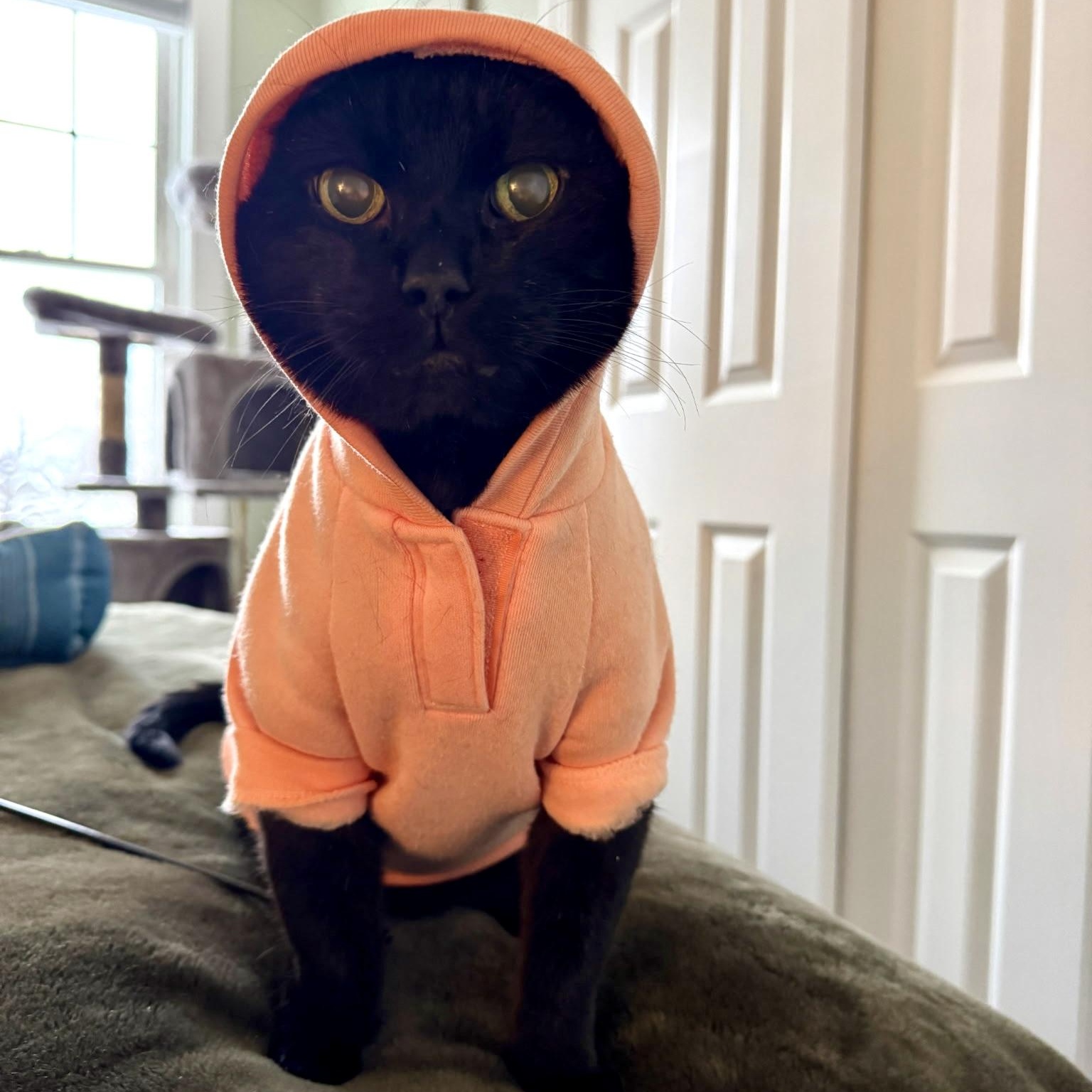 Enlarge Jinx, a Adoptable Domestic Short Hair in FITCHBURG, MA image 4/6