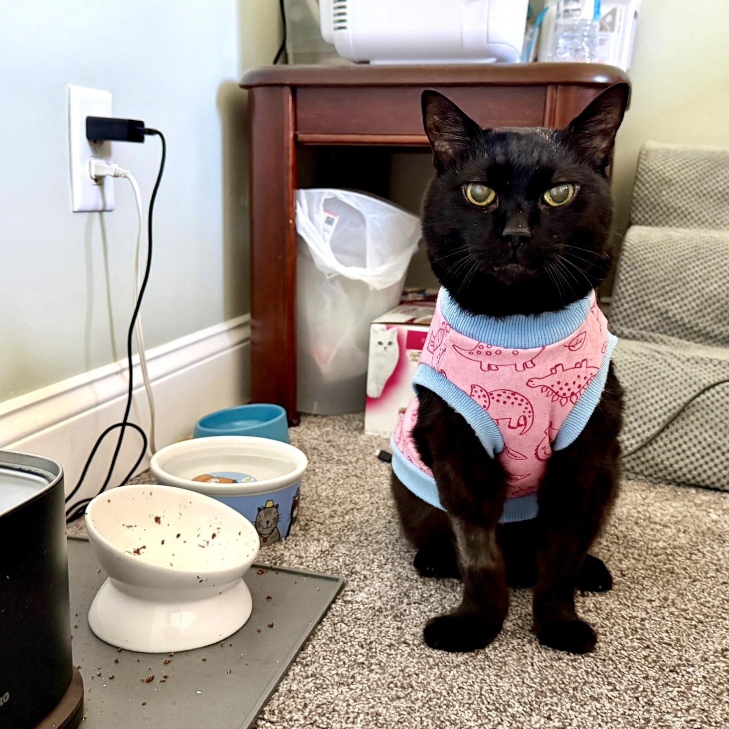 Enlarge Jinx, a Adoptable Domestic Short Hair in FITCHBURG, MA image 5/6