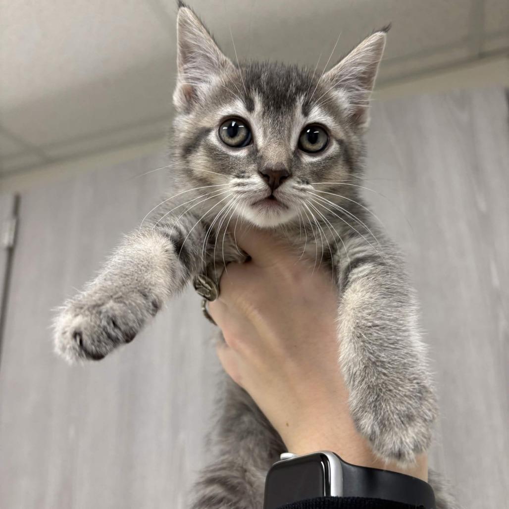 Enlarge Rune, a Adoptable Domestic Medium Hair in Beaumont, TX image 1/1
