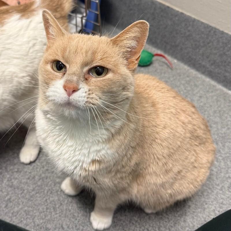 Enlarge Copperwood, a Adoptable Domestic Short Hair in Fort Collins, CO image 1/5