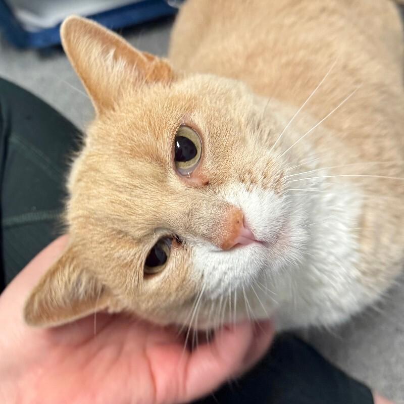 Enlarge Copperwood, a Adoptable Domestic Short Hair in Fort Collins, CO image 2/5