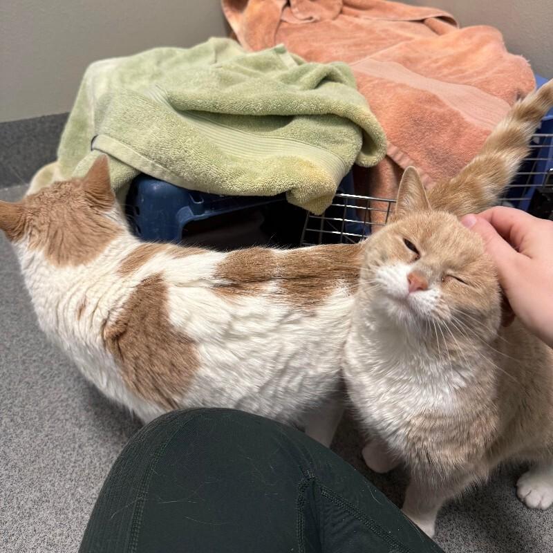 Enlarge Copperwood, a Adoptable Domestic Short Hair in Fort Collins, CO image 3/5