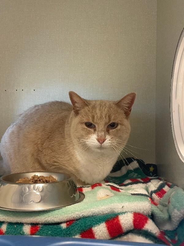 Enlarge Copperwood, a Adoptable Domestic Short Hair in Fort Collins, CO image 5/5