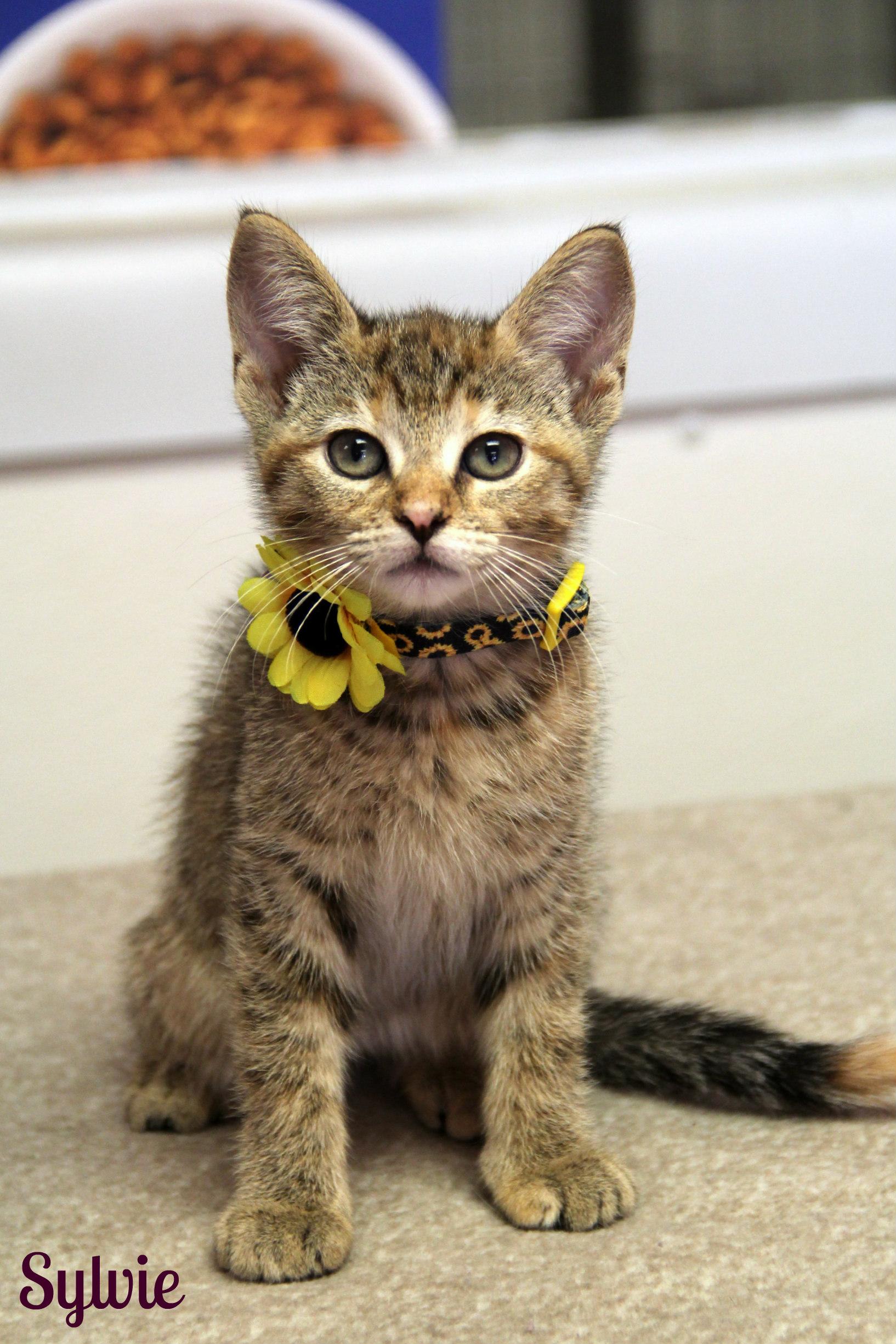 Enlarge Sylvie, a ADOPTABLE Domestic Short Hair in Vinton, IA image 1/1