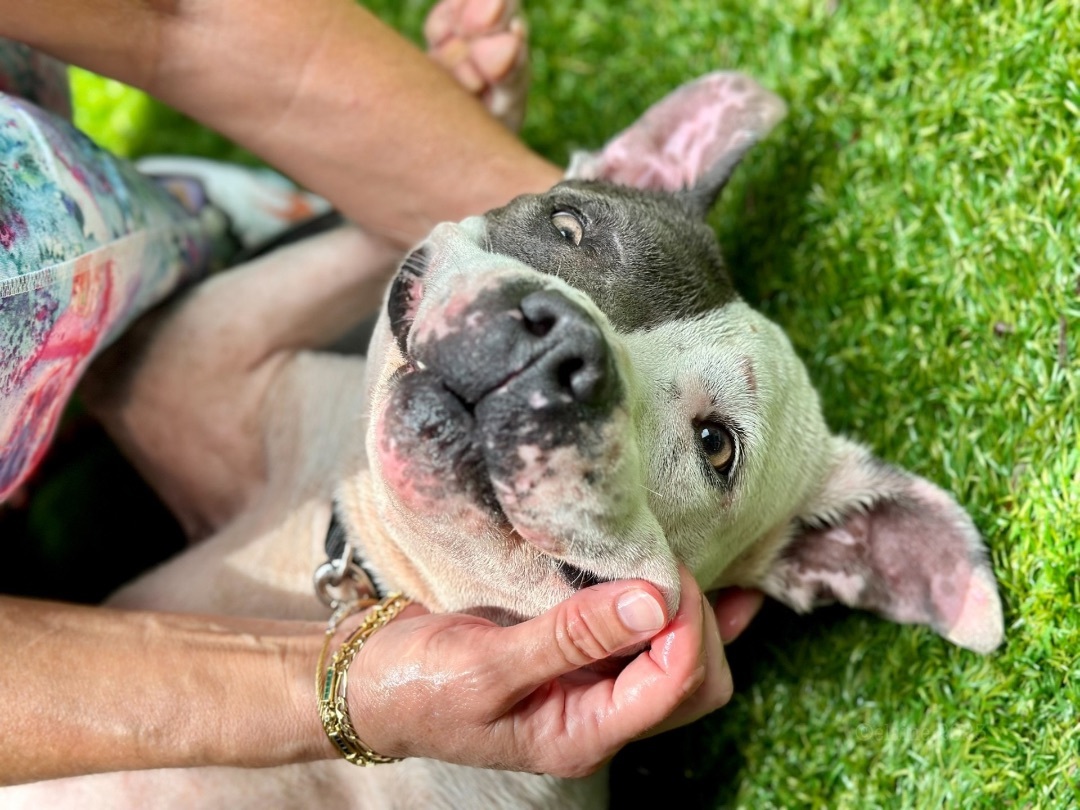 Tia, Adoptable, Adult Female American Staffordshire Terrier.