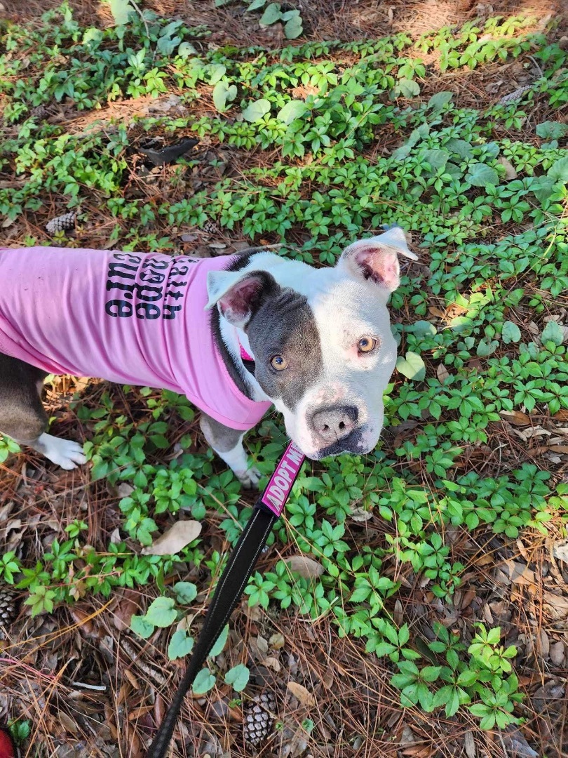 Tia, a Adoptable American Staffordshire Terrier in Port Saint Lucie, FL image 2/8