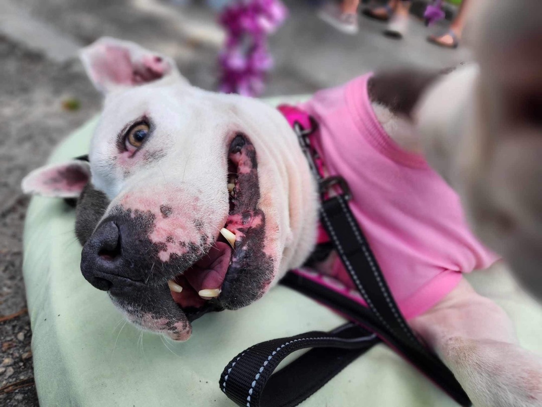 Tia, a Adoptable American Staffordshire Terrier in Port Saint Lucie, FL image 3/8