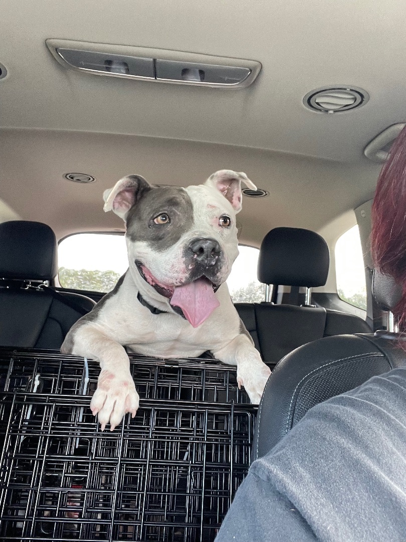 Tia, a Adoptable American Staffordshire Terrier in Port Saint Lucie, FL image 4/8