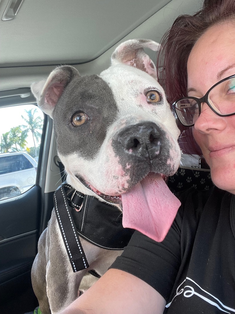 Tia, a Adoptable American Staffordshire Terrier in Port Saint Lucie, FL image 5/8