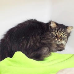 Enlarge Bella, an adoptable Tabby in Green Valley, AZ image 5/5