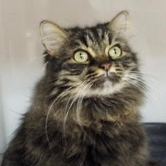 Enlarge Bella, an adoptable Tabby in Green Valley, AZ image 1/5