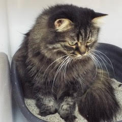 Enlarge Bella, an adoptable Tabby in Green Valley, AZ image 2/5