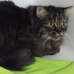 Enlarge Bella, an adoptable Tabby in Green Valley, AZ image 3/5