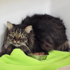 Bella, adoptable, Adult Female Tabby.