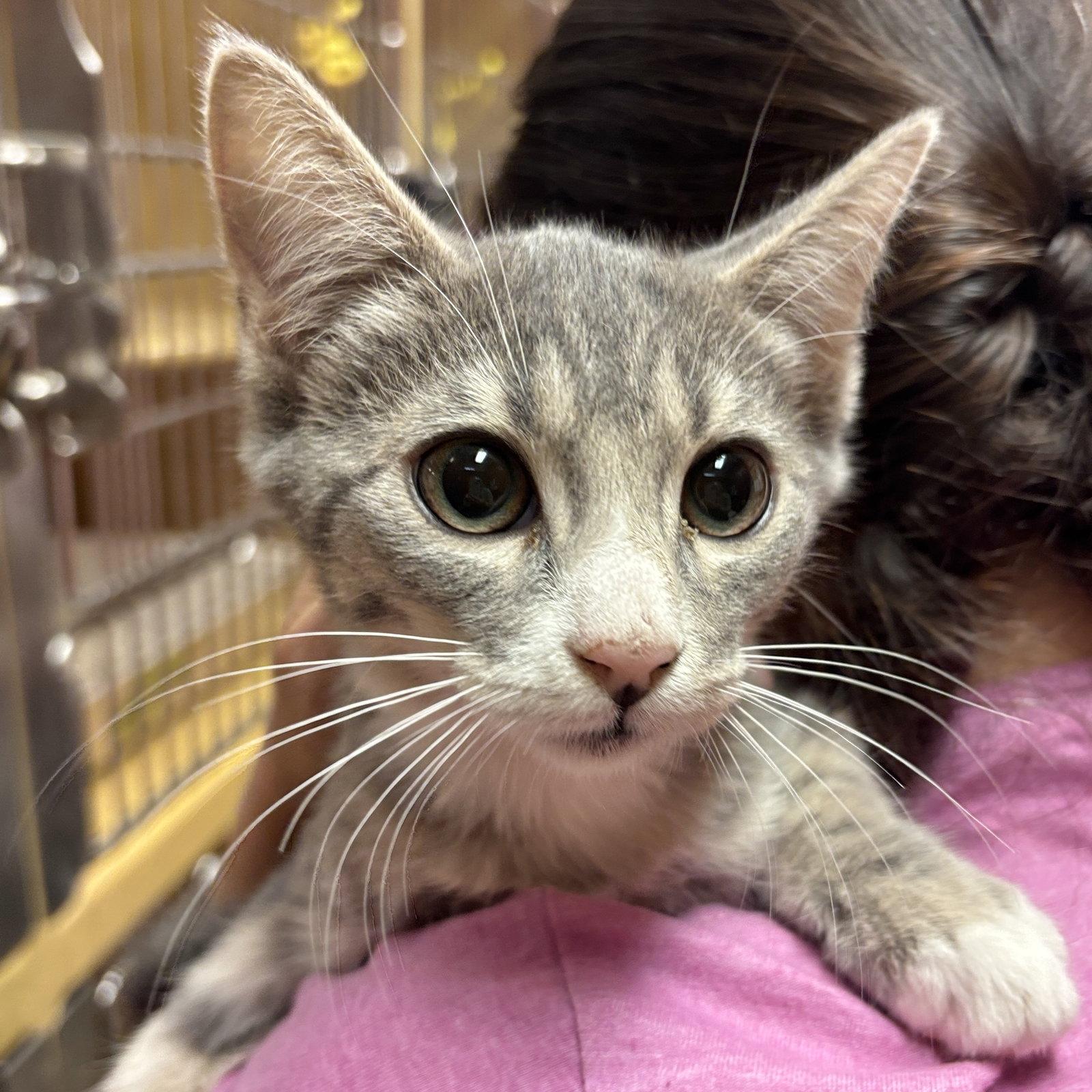 Possum, Adoptable, Kitten Male Domestic Short Hair.