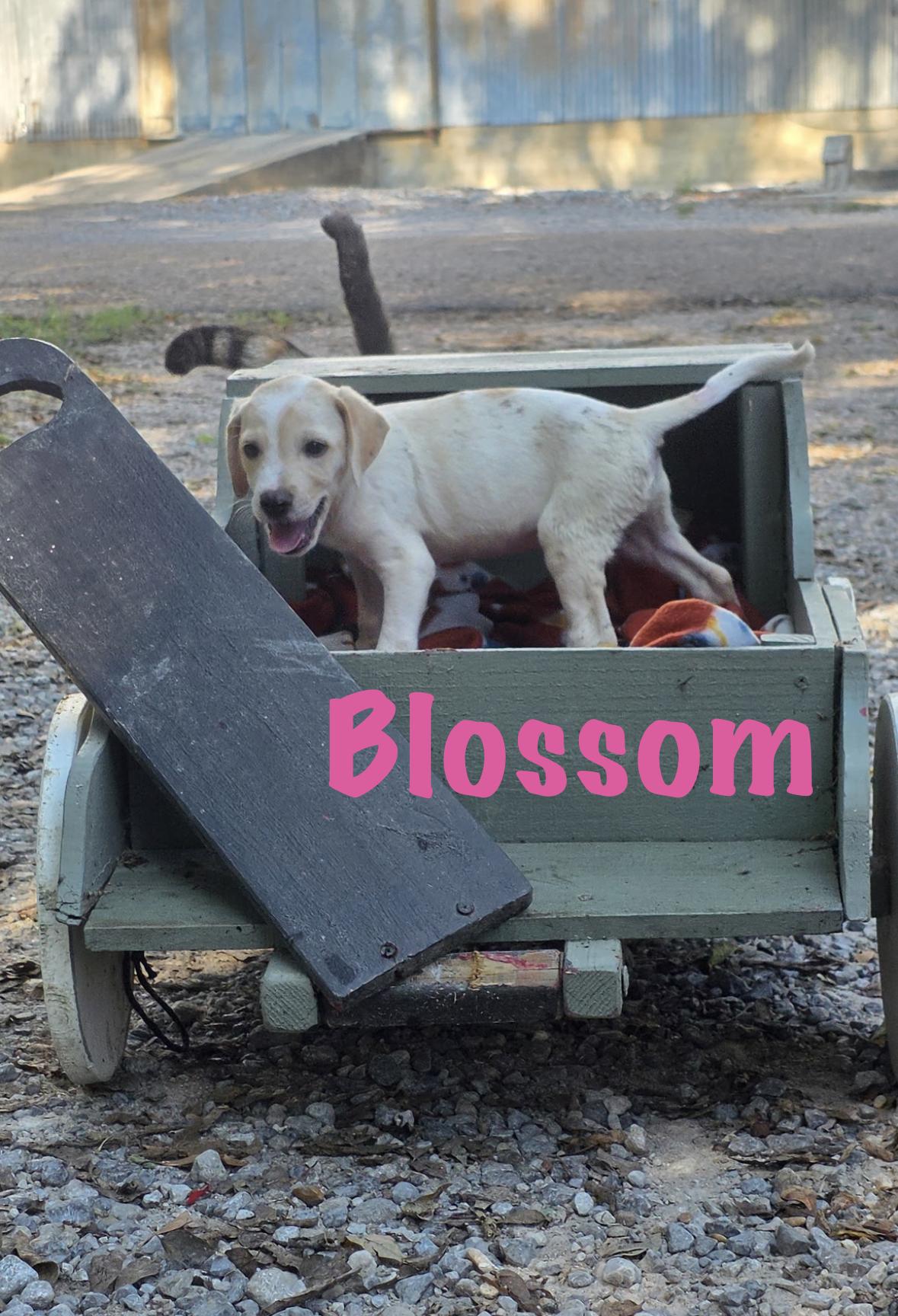 Enlarge Blossom, a Adoptable Mixed Breed in Rock Hill, NY image 5/5