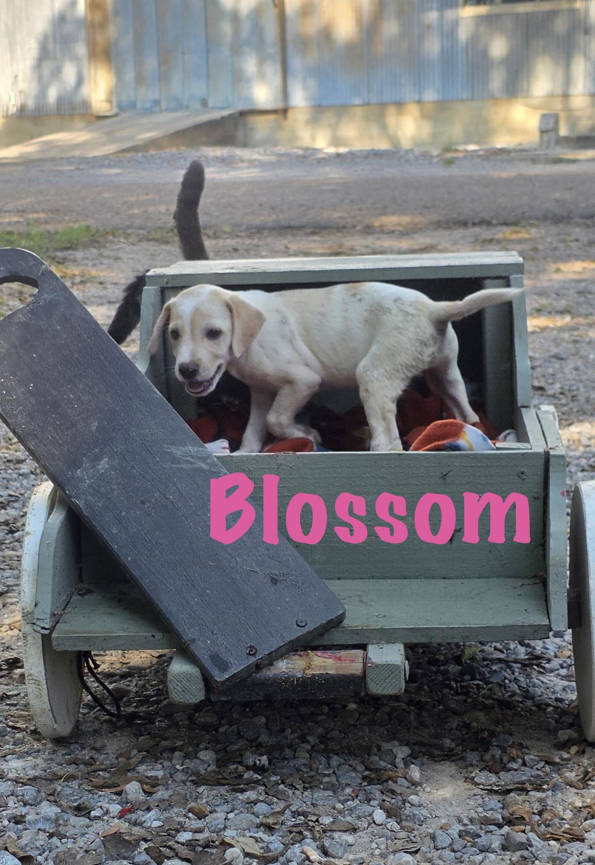 Enlarge Blossom, a Adoptable Mixed Breed in Rock Hill, NY image 2/5
