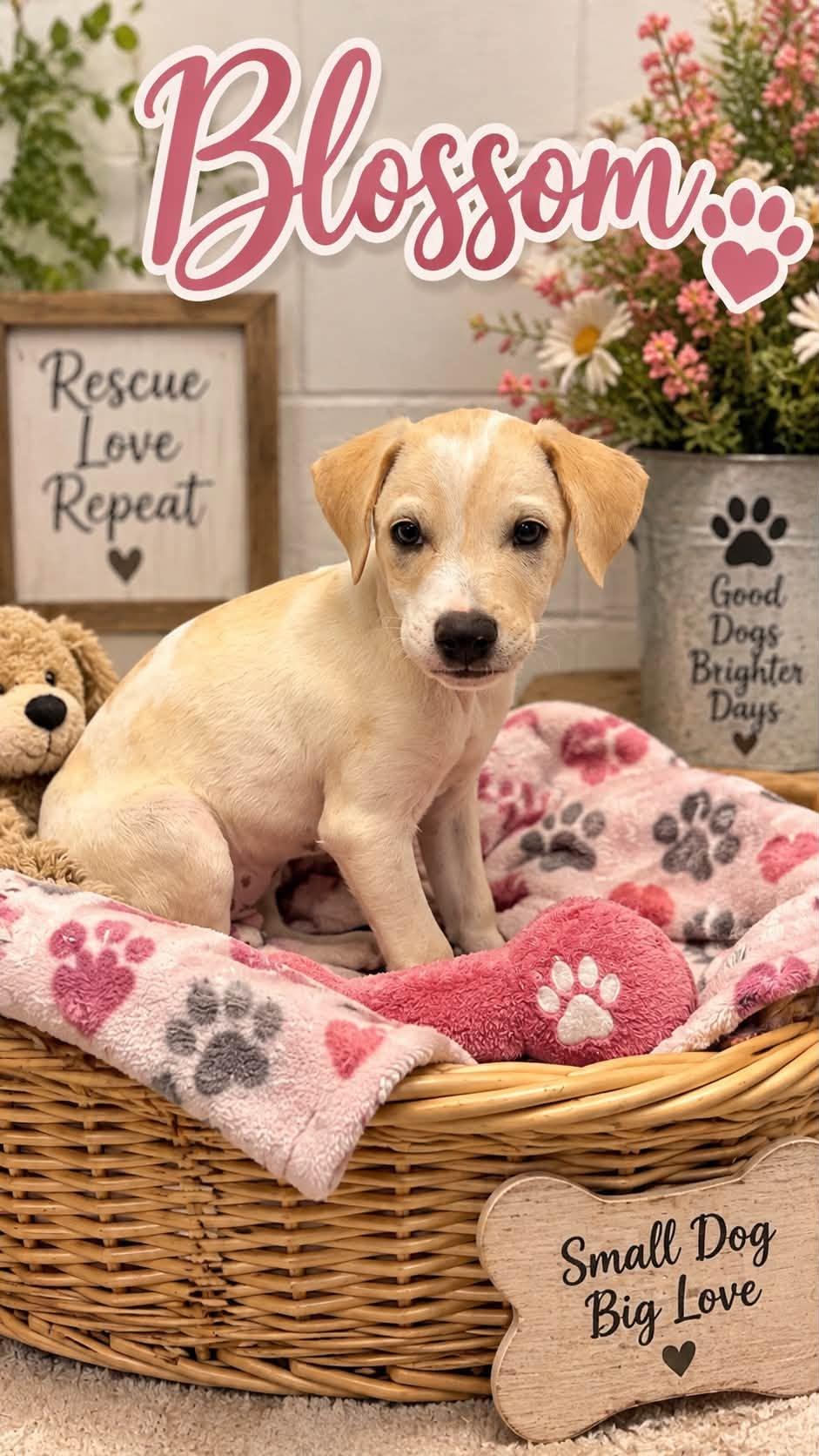 Enlarge Blossom, a Adoptable Mixed Breed in Rock Hill, NY image 1/5