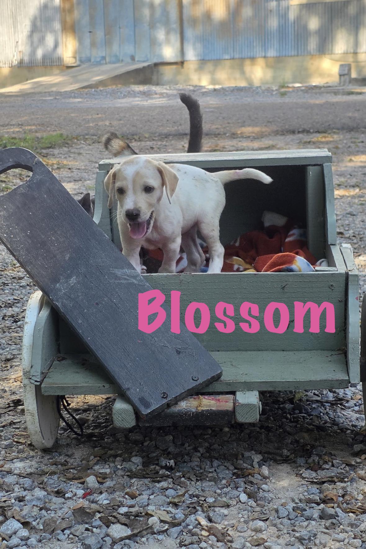 Enlarge Blossom, a Adoptable Mixed Breed in Rock Hill, NY image 3/5