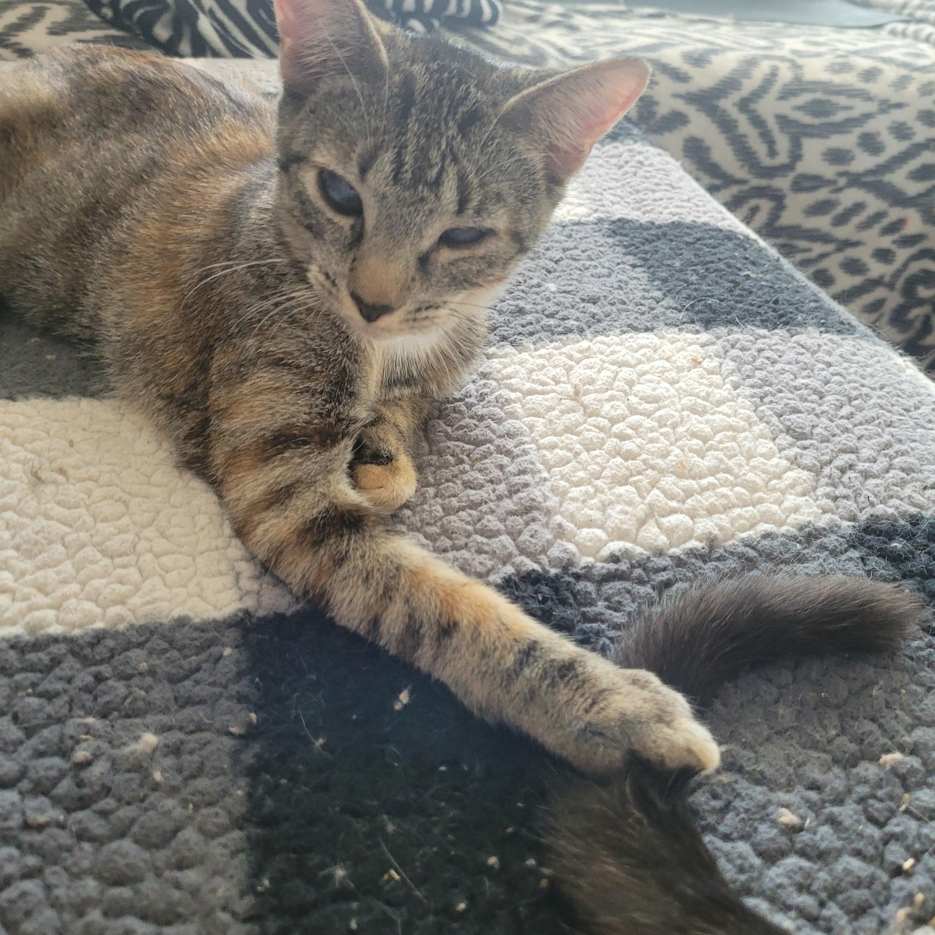 Enlarge Baby Kitten , a Adoptable Tabby in North Myrtle Beach, SC image 3/6